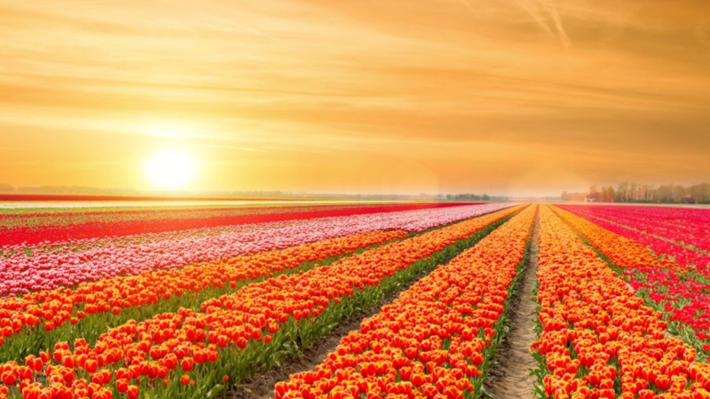 landscape of netherlands tulips in sunlight 