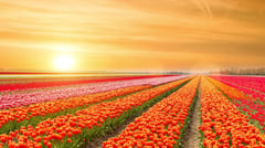 landscape of netherlands tulips in sunlight 