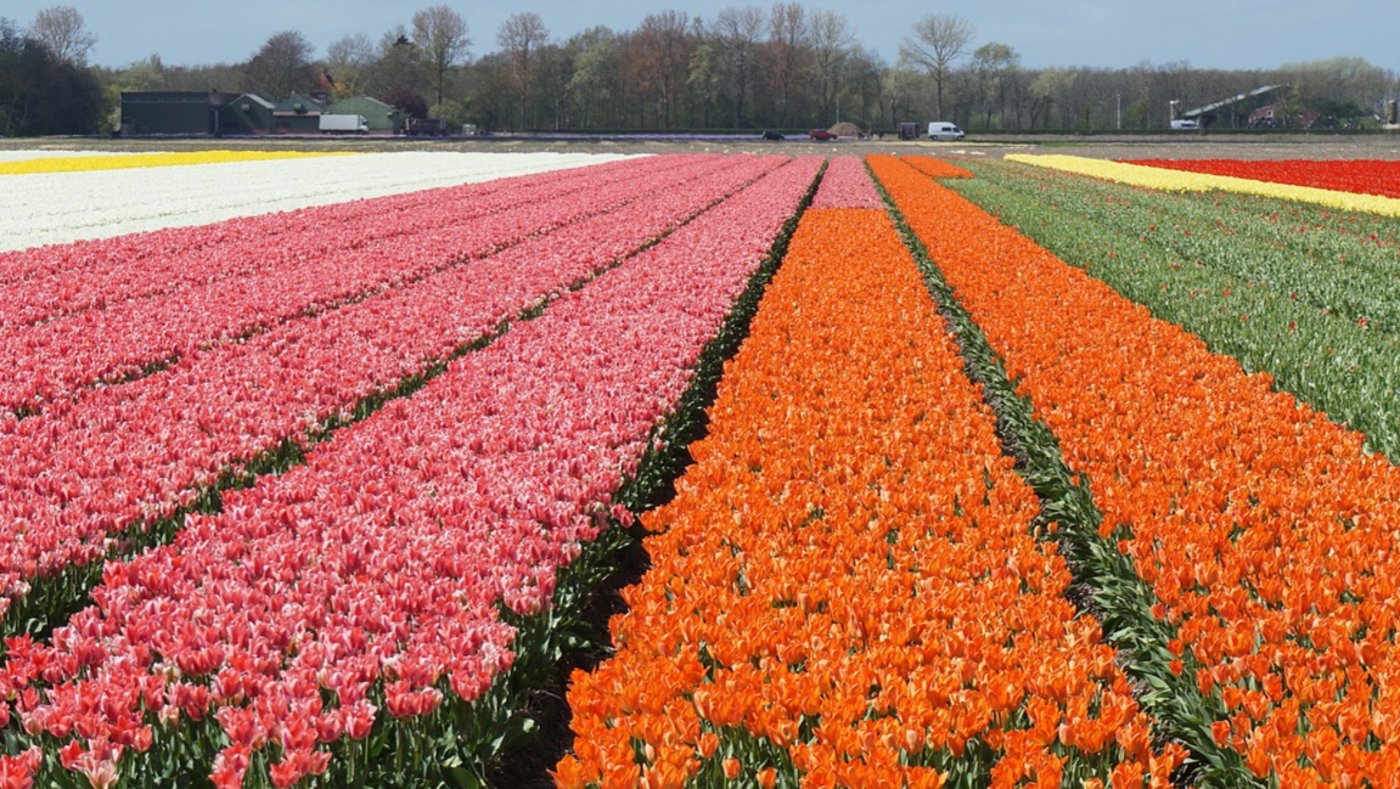 Tulips - Netherlands 