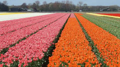Tulips - Netherlands 