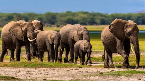 South Africa Elephants