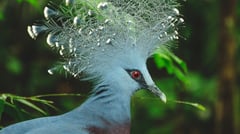 Rabaul, Papua New Guinea Bird 
