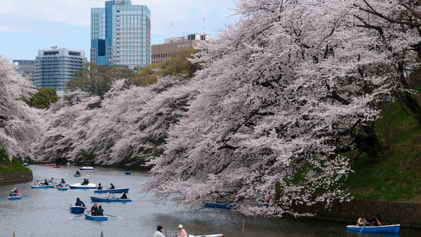 Tokyo Cherry Blossom, Japan 