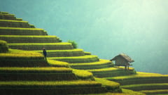 Agriculture Asia - Vietnam 