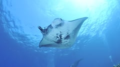 Manta Rays - Fiji 