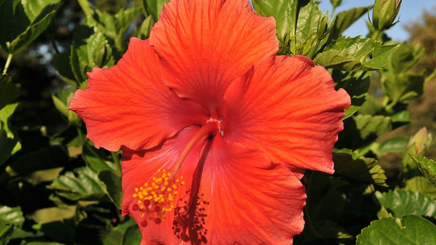 Hibiscus Flower 