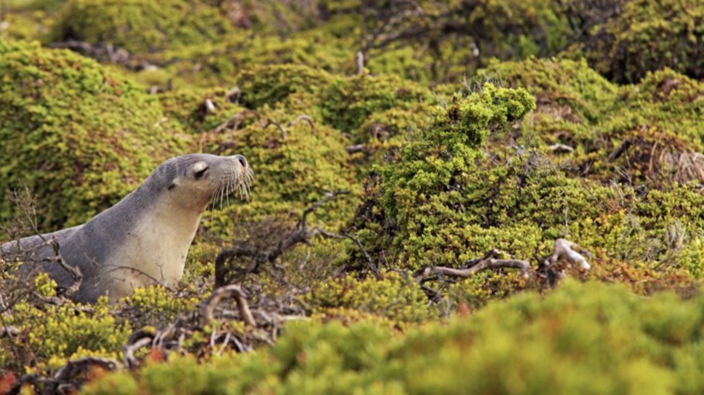  Kangaroo Island, South Australia, Australia (Sealion)