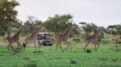 Safari Vehicle & Giraffes