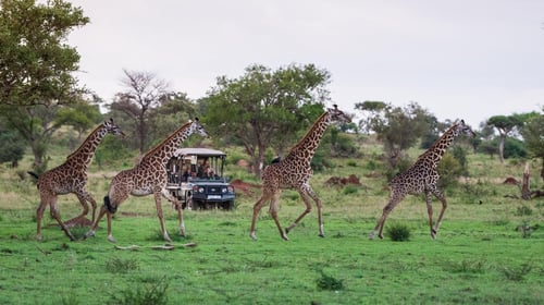 Safari Vehicle & Giraffes