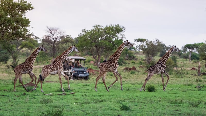 Safari Vehicle & Giraffes