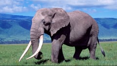 Crater Lone Bull Elephant