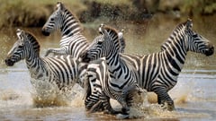 Zebra in Jungle