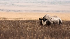 Crater Rhino