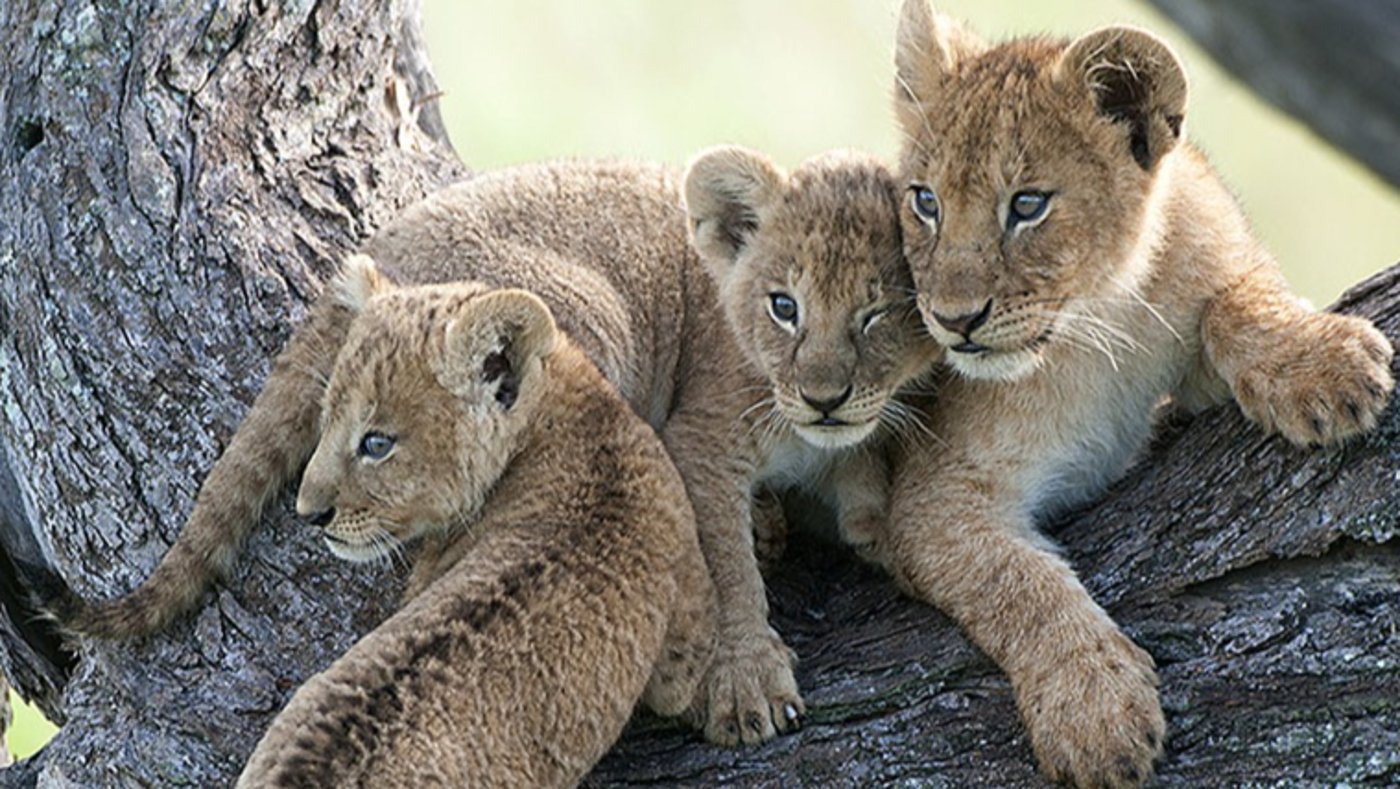 Chetah Cub during Jungle Safari