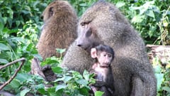 Tarangire Baboon
