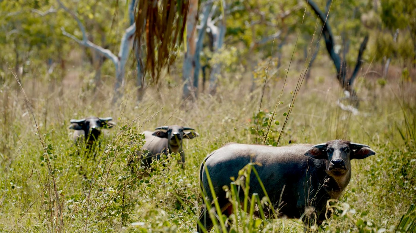 Murwangi-Arafura Swamp Buffalo