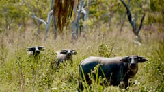 Murwangi-Arafura Swamp Buffalo