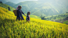 Cambodia - Rice Farm 
