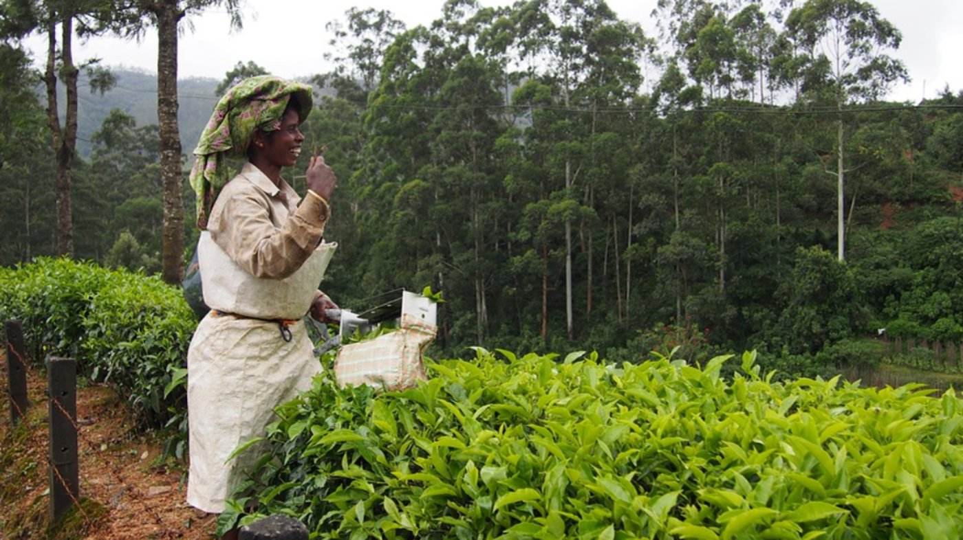 Munnar Tea planation