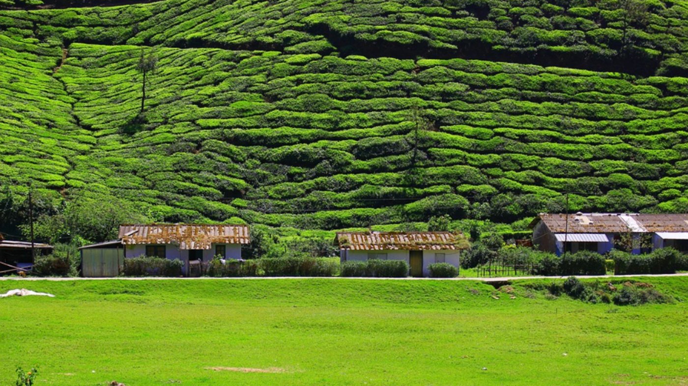 Tea Plantation