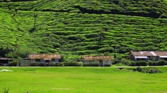 Tea Plantation