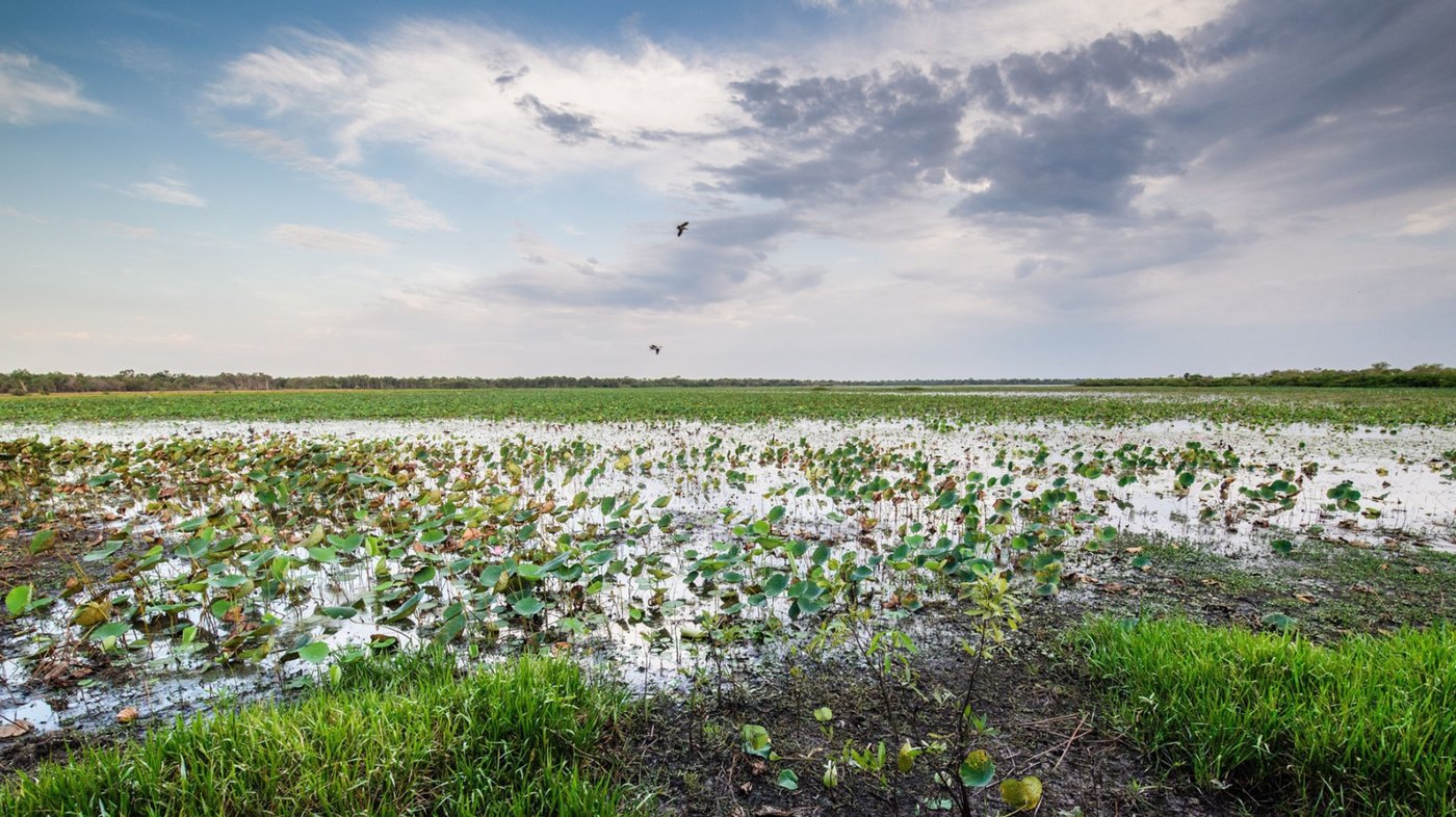 Mamukala Wetlands
