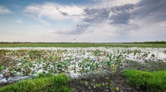Mamukala Wetlands