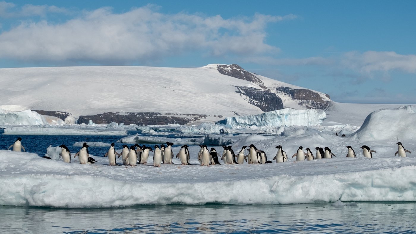 Antarctica Penguins