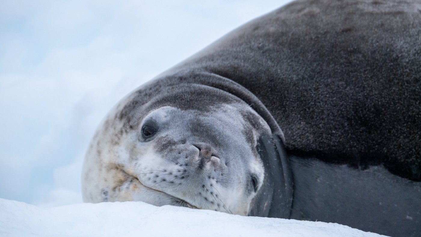 Antarctica Seal