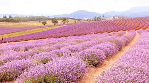 Tasmania Lavender 