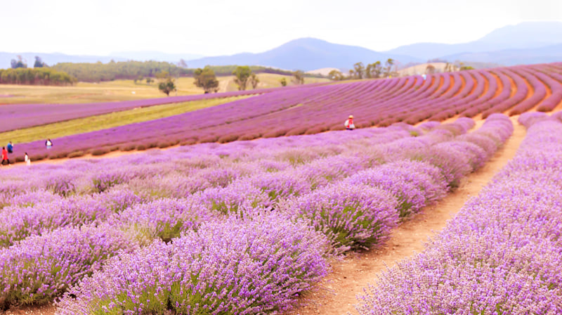 Tasmania Lavender 