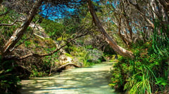 Eli Creek