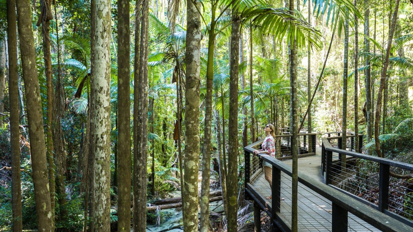 Rainforest Boardwalk