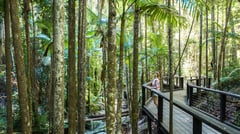 Rainforest Boardwalk