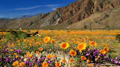 California - Anza Borrego Desert - Wildflower 