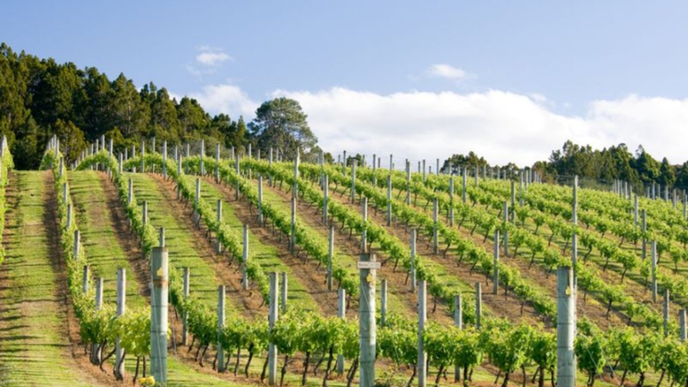 NZ-North-Island-Auckland-winery