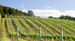 NZ-North-Island-Auckland-winery