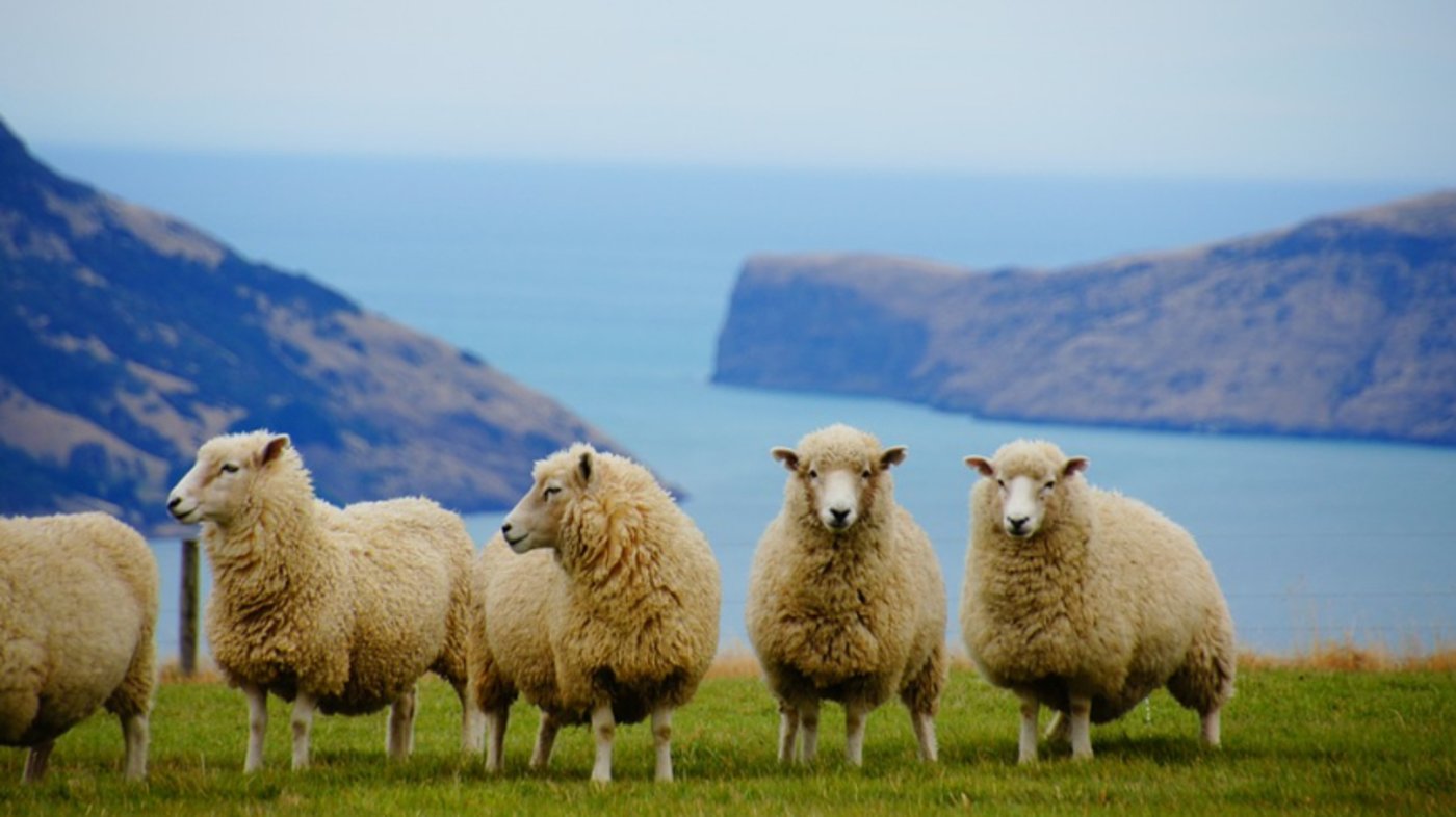New Zealand Sheeps 