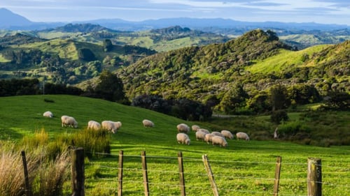New Zealand - Sheep Farm 