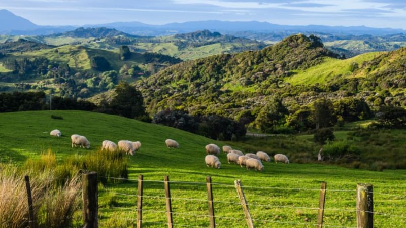 New Zealand - Sheep Farm 