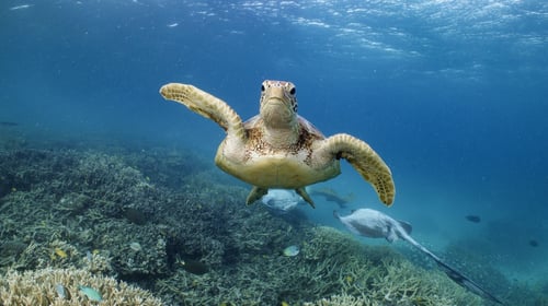 Heron Island Turtle