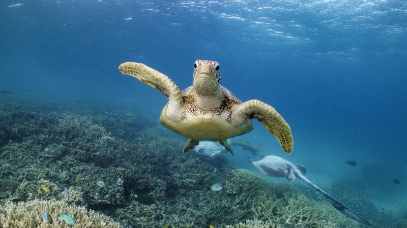 Heron Island Turtle