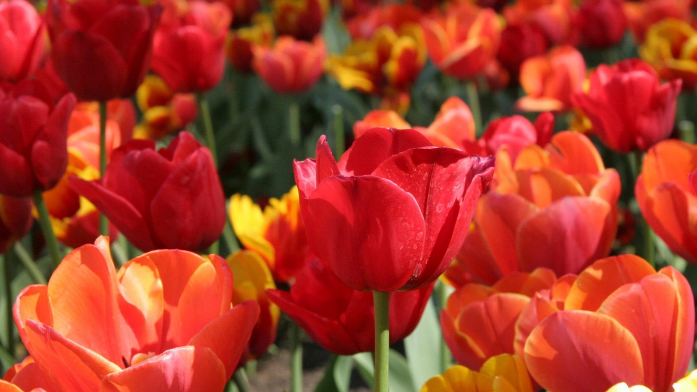 Bowral Tulip Festival 