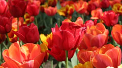 Bowral Tulip Festival 