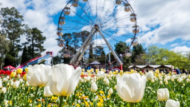 Blooming Australia: Canberra Floriade & NSW Garden Gems