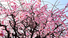 Plum Blossoms 