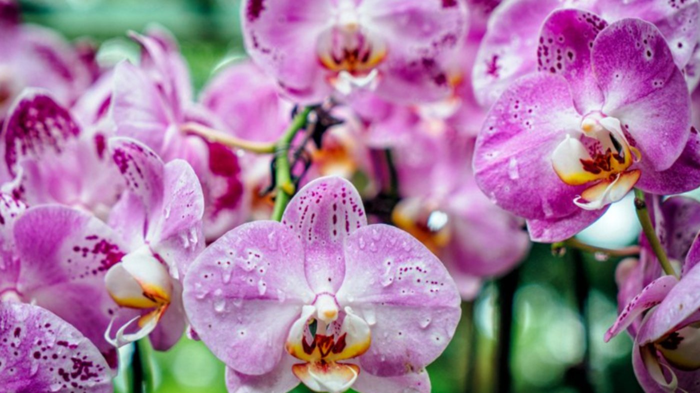 Singapore - Botanic Gardens 