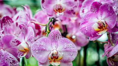 Singapore - Botanic Gardens 