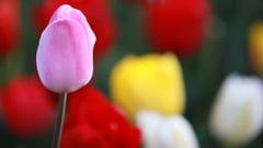 Tulip Time - Bowral 
