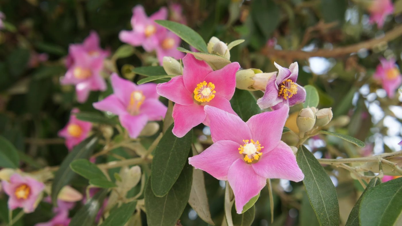 Native Hibiscus